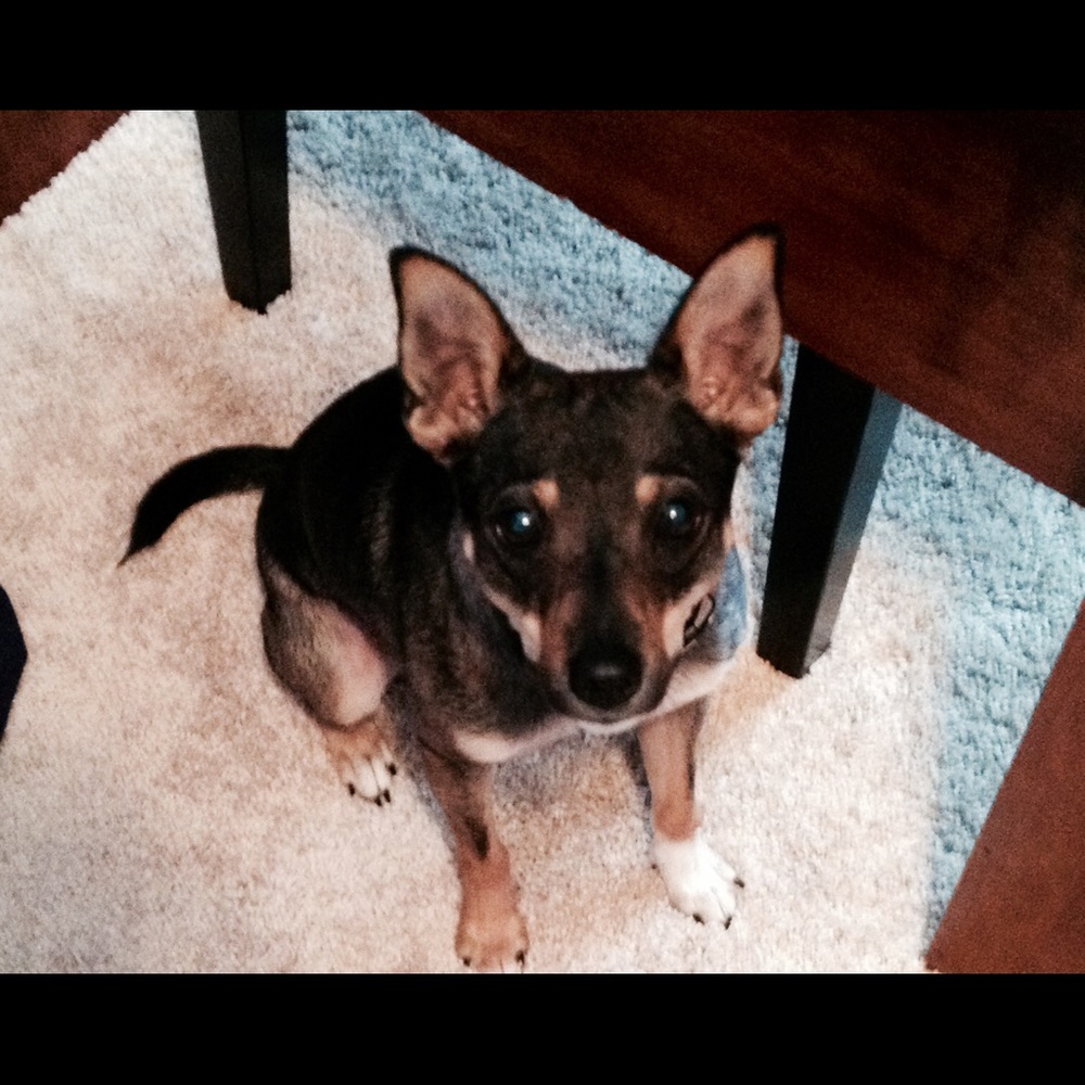My fur baby!